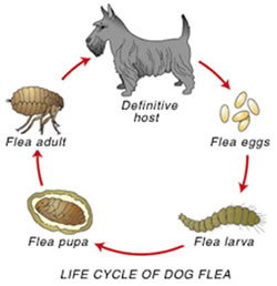 Flea Allergy Dermatitis - Westvets Veterinary Practice